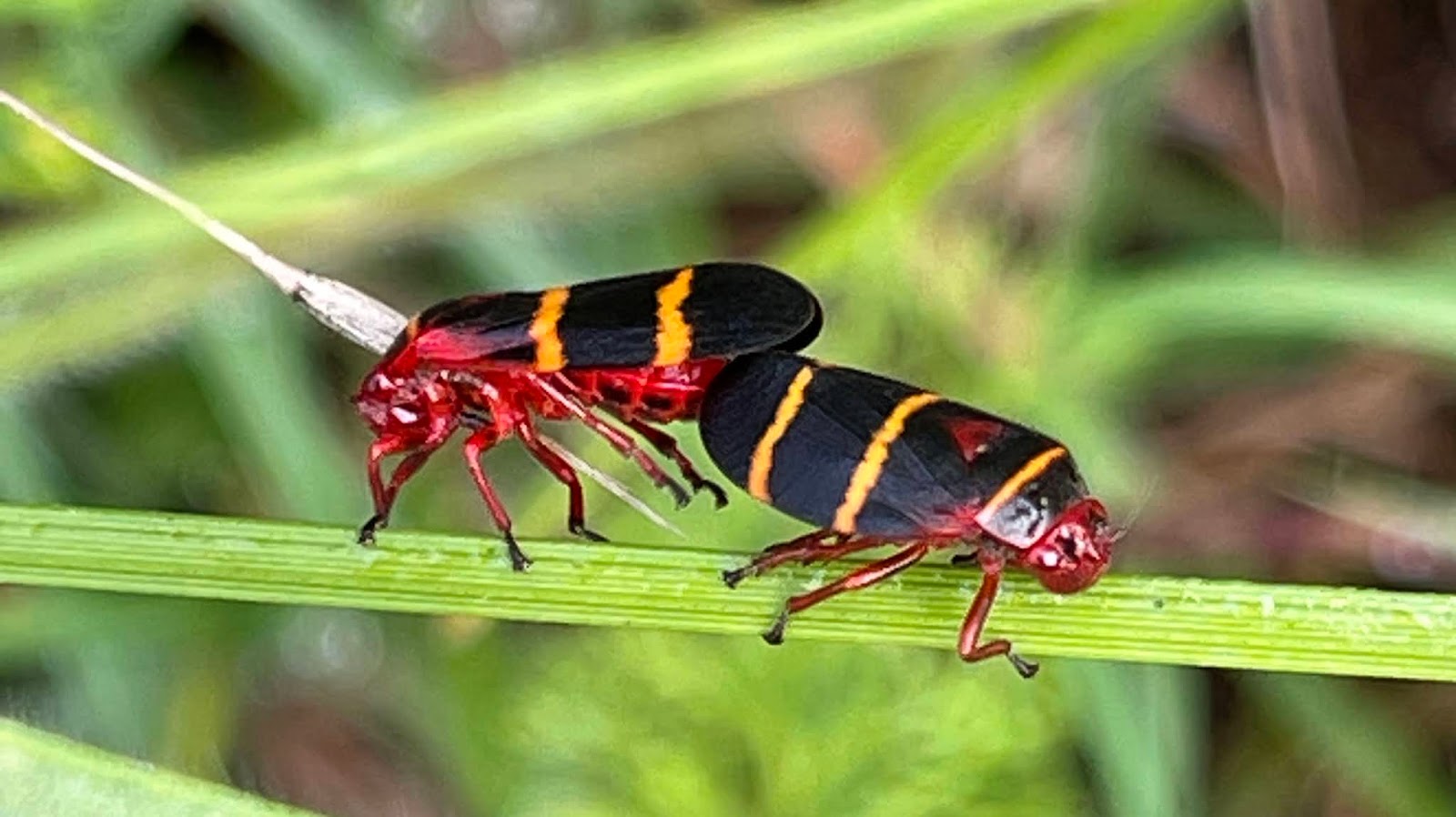 three-bugs-looking-out-in-north-texas