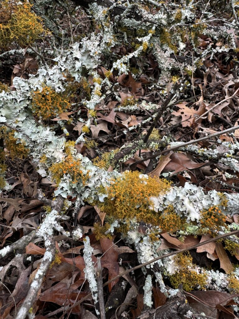 Lichen Mystery